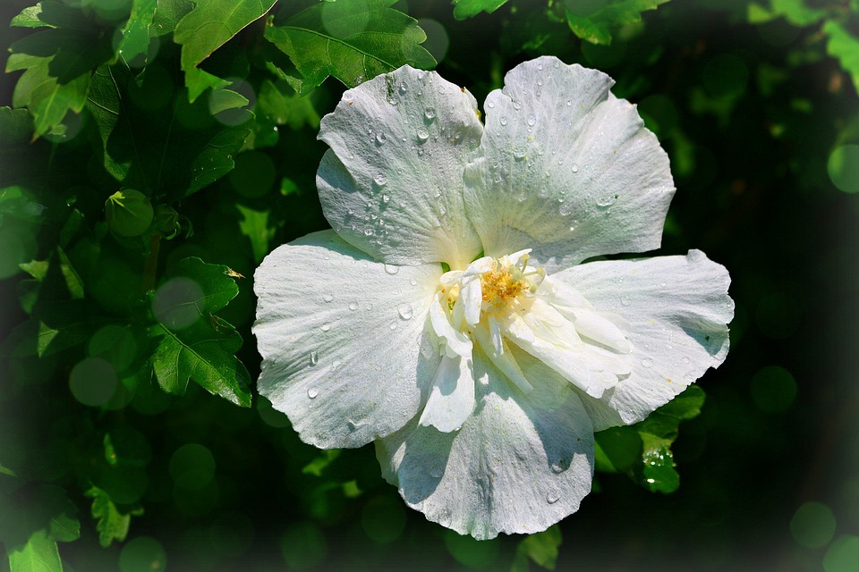 What is the different between Hibiscus bush and tree  